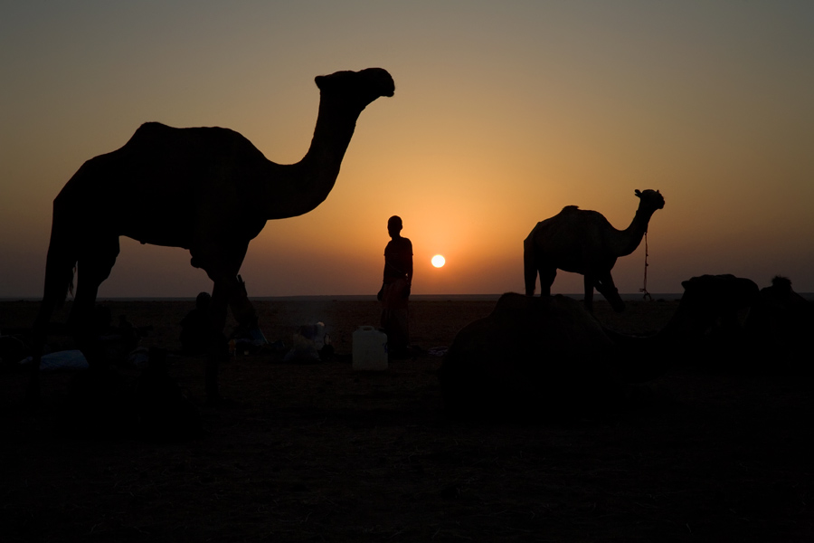 74   Camels at sunrise